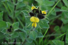 Crotalaria priestleyoides